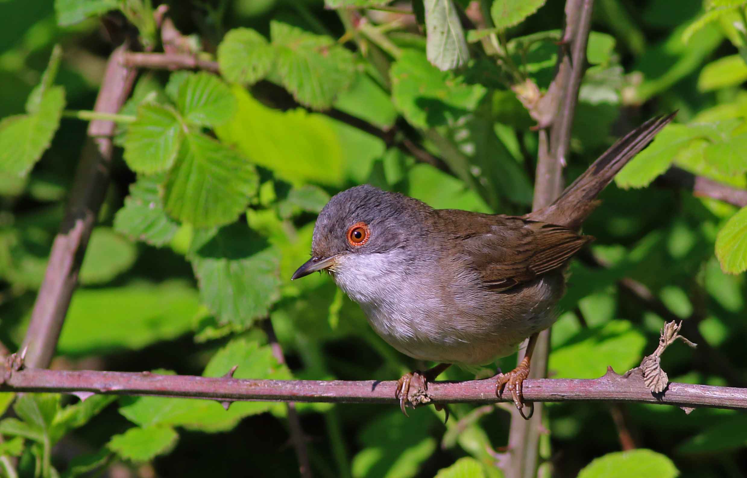 Sardinian Warbler